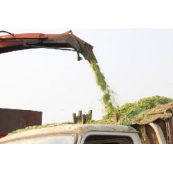 1-BIGDEL 4 SIRALI MISIR SILAJ MAKİNESİ